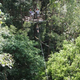 Illustration for article titled Bellavista's Biodigesting Treehouses Are Endor on Earth